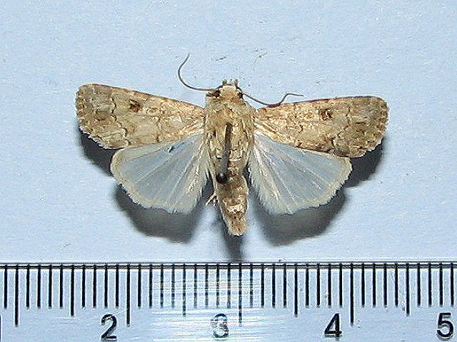 Spodoptera cillium